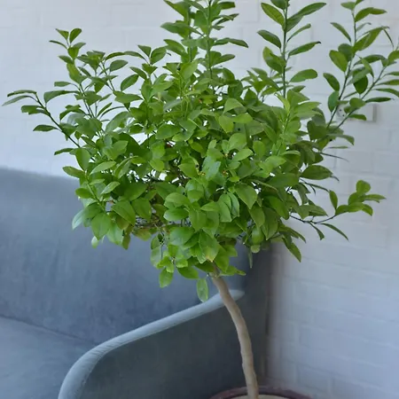 דירה Charming Sunroom With Panorama View *
